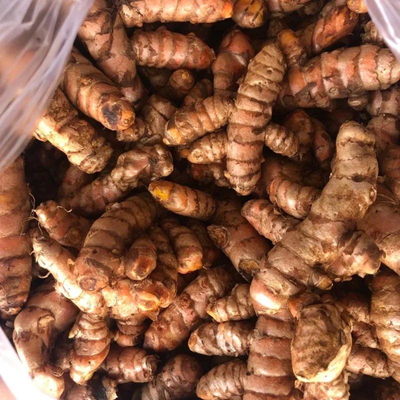 Curcuma Turmeric Roots - Live Plant Rhizomes, Ready to Plant, Pack of 15 - Image 5