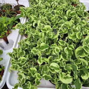 Curly Devil's Backbone Pedilanthus Tithymaloides Live Plant 3in Pot - Image 2