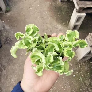 Curly Devil's Backbone Pedilanthus Tithymaloides Live Plant 3in Pot - Image 3