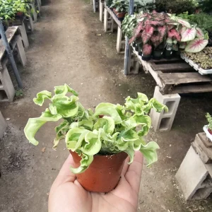 Curly Devil's Backbone Pedilanthus Tithymaloides Live Plant 3in Pot - Image 4