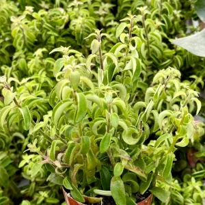 Curly Lipstick Plant Live Plant - Aeschynanthus Radicans 'Curly' - Potted Houseplant in 3 Inch Pot - Image 2
