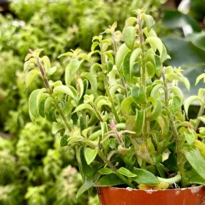 Curly Lipstick Plant Live Plant - Aeschynanthus Radicans 'Curly' - Potted Houseplant in 3 Inch Pot - Image 3