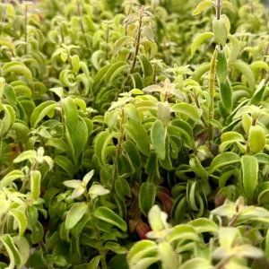 Curly Lipstick Plant Live Plant - Aeschynanthus Radicans 'Curly' - Potted Houseplant in 3 Inch Pot - Image 1