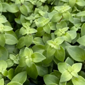 Curly Lipstick Plant Live Plant - Aeschynanthus Radicans 'Curly' - Potted Houseplant in 3 Inch Pot - Image 5
