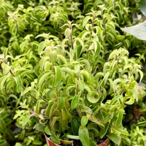 Curly Lipstick Plant Live - Rare Aeschynanthus radicans 'Curly' Succulent in 4 Inch Pot - Image 2