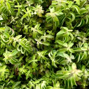 Curly Lipstick Plant Live - Rare Aeschynanthus radicans 'Curly' Succulent in 4 Inch Pot - Image 4