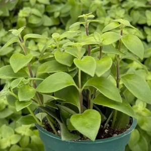 Curly Lipstick Plant Live - Rare Aeschynanthus radicans 'Curly' Succulent in 4 Inch Pot - Image 6
