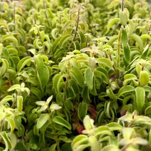 Curly Lipstick Plant Live - Rare Aeschynanthus radicans 'Curly' Succulent in 4 Inch Pot - Image 1