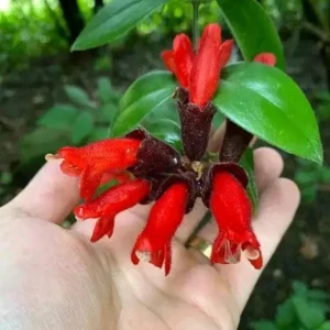 Curly Lipstick Plant - Live Tropical Houseplant - 10in Tall - 3.5in Pot - Image 1