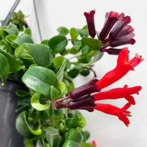 Curly Lipstick Plant - Live Tropical Houseplant - 10in Tall - 3.5in Pot - Image 2