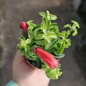 Curly Lipstick Plant - Live Tropical Houseplant - 10in Tall - 3.5in Pot - Image 3