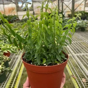 Curly Lipstick Plant - Live Tropical Houseplant - 10in Tall - 3.5in Pot - Image 4