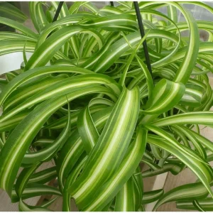 Curly Spider Plant Bonnie Live Plant – Air Purifying Houseplant – 4 inch Pot - Image 2