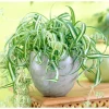 Curly Spider Plant Bonnie Live Plant – Air Purifying Houseplant – 4 inch Pot - Image 1