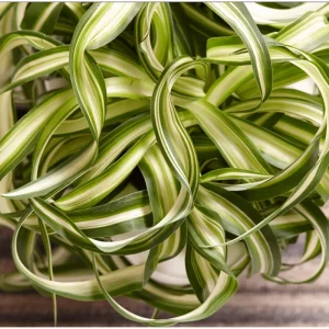 Curly Spider Plant Bonnie Live Plant – Air Purifying Houseplant – 4 inch Pot - Image 3