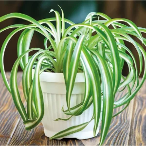 Curly Spider Plant Bonnie Live Plant – Air Purifying Houseplant – 4 inch Pot - Image 4