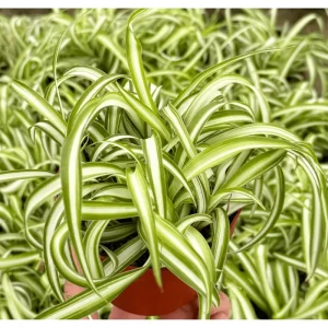 Curly Spider Plant Bonnie Live Plant – Air Purifying Houseplant – 4 inch Pot - Image 5