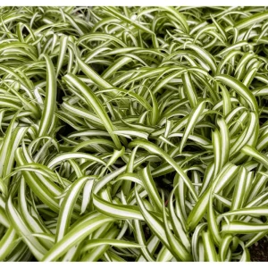Curly Spider Plant Bonnie Live Plant – Air Purifying Houseplant – 4 inch Pot - Image 6