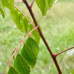 Curry Leaf Live Plant (Gamthi) - 4-6 Inch Tall, 4 Inch Pot, Indoor/Outdoor Herb - Image 2