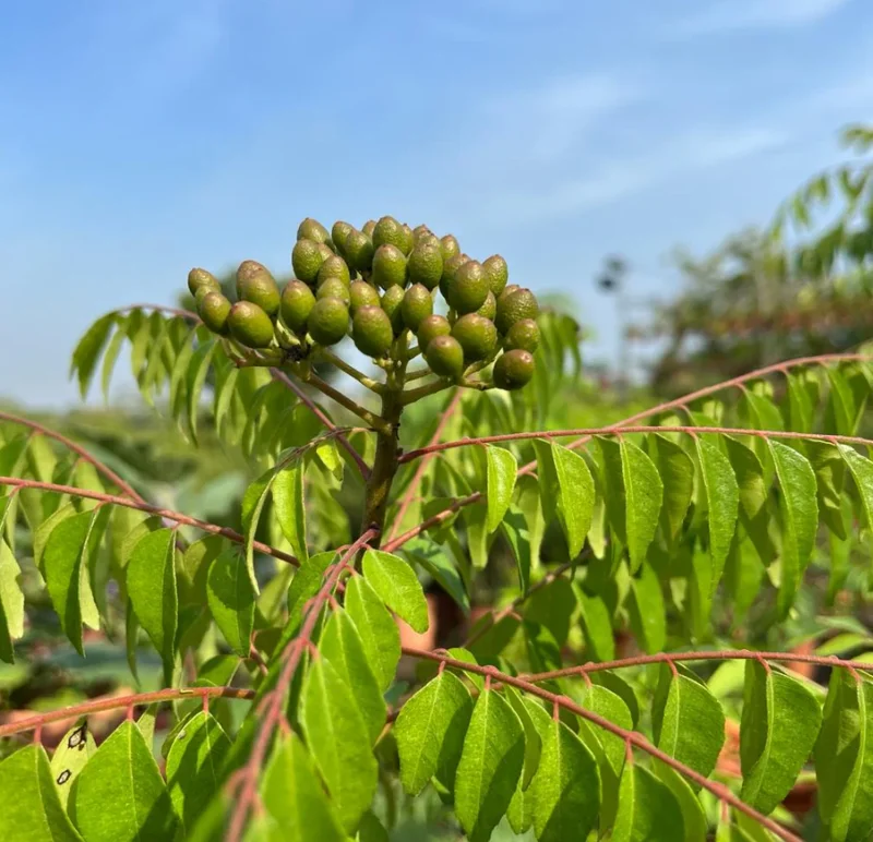 Curry Leaf Live Plant (Gamthi) - 4-6 Inch Tall, 4 Inch Pot, Indoor/Outdoor Herb - Image 3