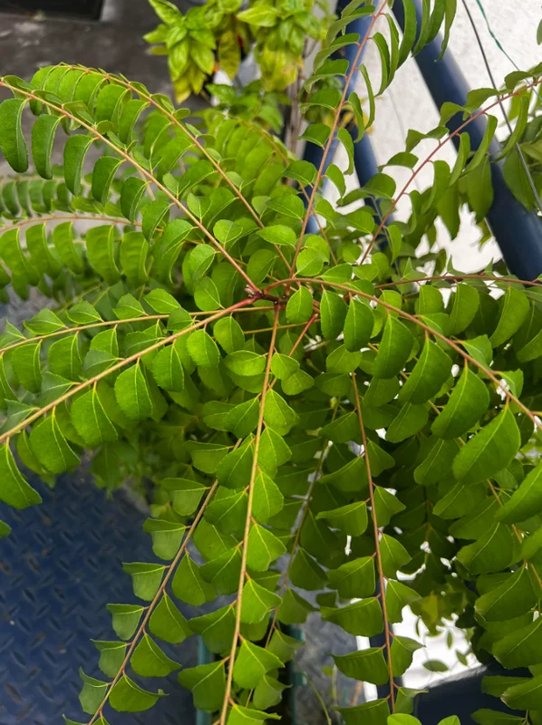 Curry Leaf Live Plant (Gamthi) - 4-6 Inch Tall, 4 Inch Pot, Indoor/Outdoor Herb - Image 5