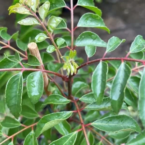 Curry Leaf Live Plant (Gamthi) - 4-6 Inch Tall, 4 Inch Pot, Indoor/Outdoor Herb - Image 6