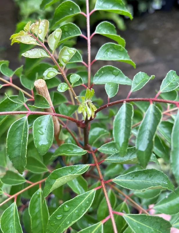 Curry Leaf Live Plant (Gamthi) - 4-6 Inch Tall, 4 Inch Pot, Indoor/Outdoor Herb - Image 6