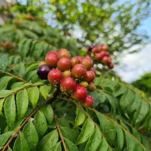 Curry Leaf Live Plant (Gamthi) - 4-6 Inch Tall, 4 Inch Pot, Indoor/Outdoor Herb - Image 7