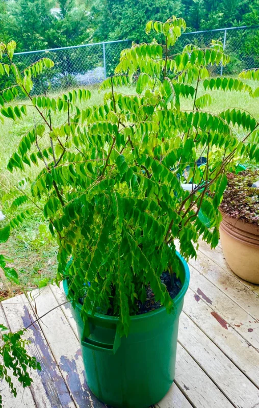 Curry Leaf Live Plant (Gamthi) - 4-6 Inch Tall, 4 Inch Pot, Indoor/Outdoor Herb - Image 8