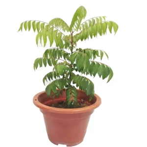 Curry Leaf Live Plant (Gamthi) - 4-6 Inch Tall, 4 Inch Pot, Indoor/Outdoor Herb - Image 1