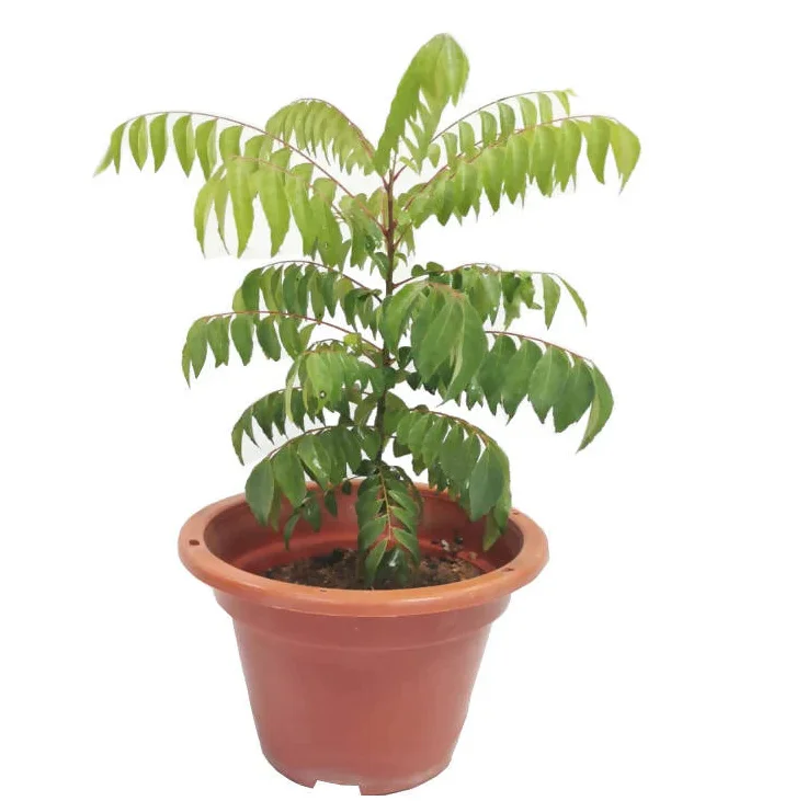 Curry Leaf Live Plant (Gamthi) - 4-6 Inch Tall, 4 Inch Pot, Indoor/Outdoor Herb - Image 1
