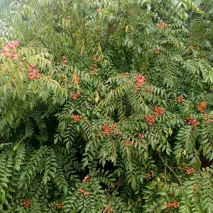 Curry Leaf Live Plant - Sweet Neem Tree, 12-18 Inch Tall in 1 Gal Pot, Indoor/Outdoor - Image 3