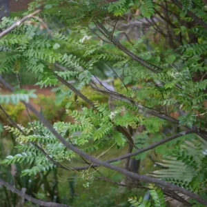 Curry Leaf Live Plant - Sweet Neem Tree, 12-18 Inch Tall in 1 Gal Pot, Indoor/Outdoor - Image 6