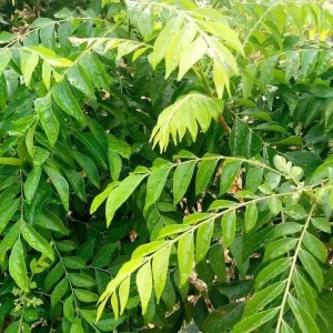 Curry Leaf Live Plant Sweet Neem Tree 18-21 Inch Tall in 1 Gallon Pot - Image 4