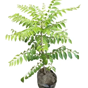 Curry Leaf Live Plant Sweet Neem Tree 18-21 Inch Tall in 1 Gallon Pot - Image 1