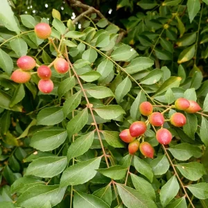 Curry Leaf Live Plant - Sweet Neem Tree 4-6 Inch Tall in 4 Inch Pot - Indoor/Outdoor - Image 2