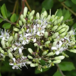 Curry Leaf Live Plant - Sweet Neem Tree, 6-8 Inch Tall in 4 Inch Pot, Indoor/Outdoor Culinary Herb - Image 6