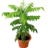 Curry Leaf Live Plant - Sweet Neem Tree, 6-8 Inch Tall in 4 Inch Pot, Indoor/Outdoor Culinary Herb - Image 1