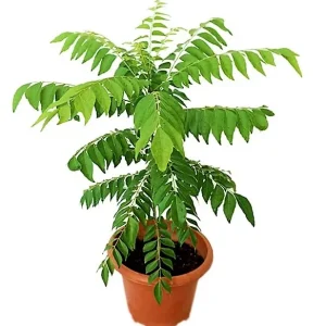 Curry Leaf Live Plant - Sweet Neem Tree, 6-8 Inch Tall in 4 Inch Pot, Indoor/Outdoor Culinary Herb - Image 1