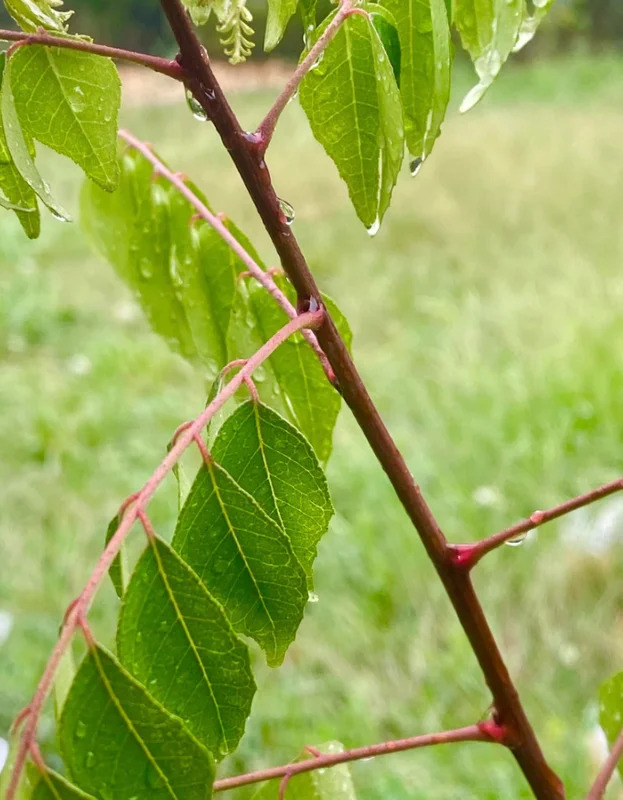 Curry Leaf Live Plant Sweet Neem Tree 7-12 inch Tall 4 inch Pot Indoor/Outdoor - Image 3