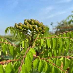 Curry Leaf Live Plant Sweet Neem Tree 7-12 inch Tall 4 inch Pot Indoor/Outdoor - Image 4