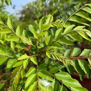 Curry Leaf Live Plant Sweet Neem Tree 7-12 inch Tall 4 inch Pot Indoor/Outdoor - Image 5