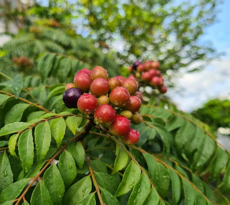 Curry Leaf Live Plant Sweet Neem Tree 7-12 inch Tall 4 inch Pot Indoor/Outdoor - Image 7
