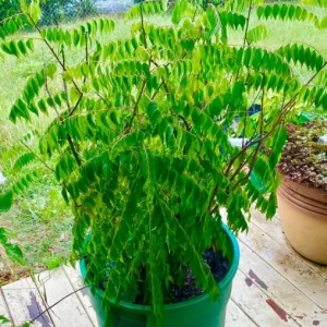Curry Leaf Live Plant Sweet Neem Tree 7-12 inch Tall 4 inch Pot Indoor/Outdoor - Image 8