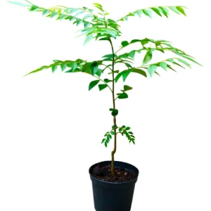 Curry Leaf Live Plant - Sweet Neem Tree, 9-12 Inch, Half Gallon Pot, Indoor/Outdoor - Image 2