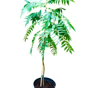 Curry Leaf Live Plant - Sweet Neem Tree, 9-12 Inch, Half Gallon Pot, Indoor/Outdoor - Image 1