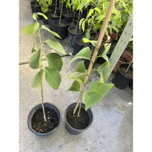 Custard Apple Live Plant – Annona Cherimoya Tree – 1-2 Ft Tall – 1 Gallon Pot - Image 3