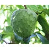 Custard Apple Live Plant – Annona Cherimoya Tree – 1-2 Ft Tall – 1 Gallon Pot - Image 1