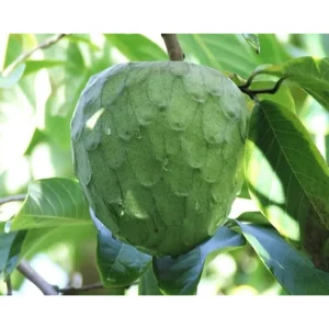Custard Apple Live Plant – Annona Cherimoya Tree – 1-2 Ft Tall – 1 Gallon Pot - Image 1