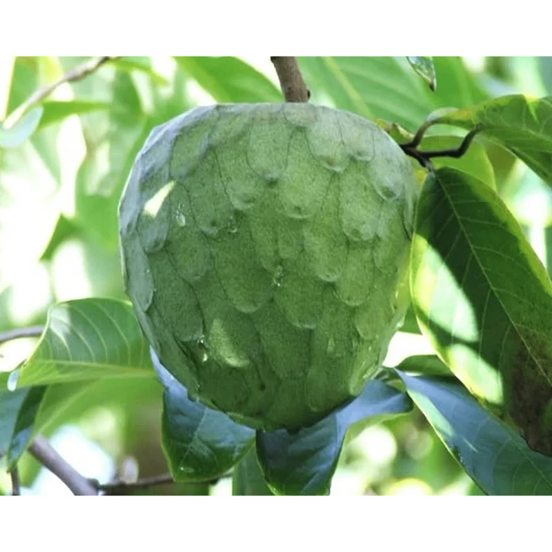 Custard Apple Live Plant – Annona Cherimoya Tree – 1-2 Ft Tall – 1 Gallon Pot - Image 1